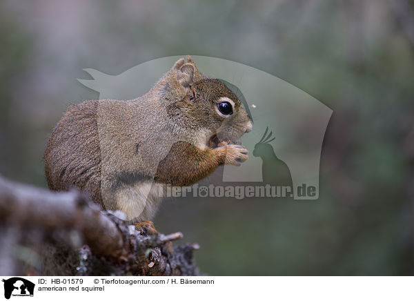 american red squirrel / HB-01579