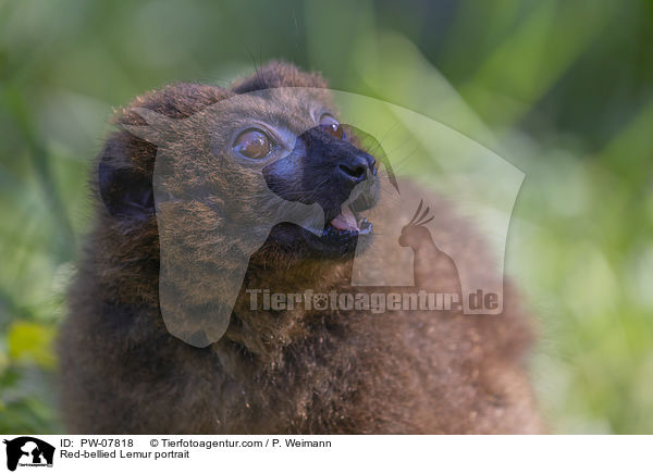 Red-bellied Lemur portrait / PW-07818