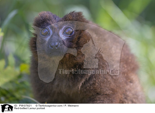 Red-bellied Lemur portrait / PW-07821