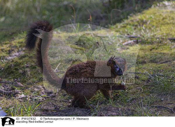 standing Red-bellied Lemur / PW-07832