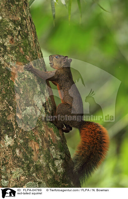red-tailed squirrel / FLPA-04789