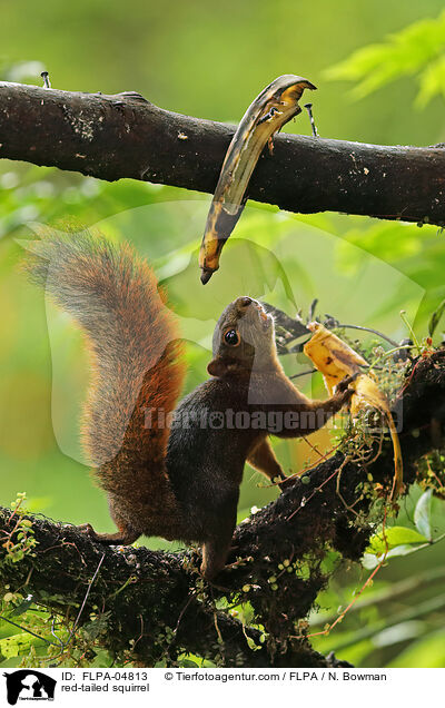 red-tailed squirrel / FLPA-04813