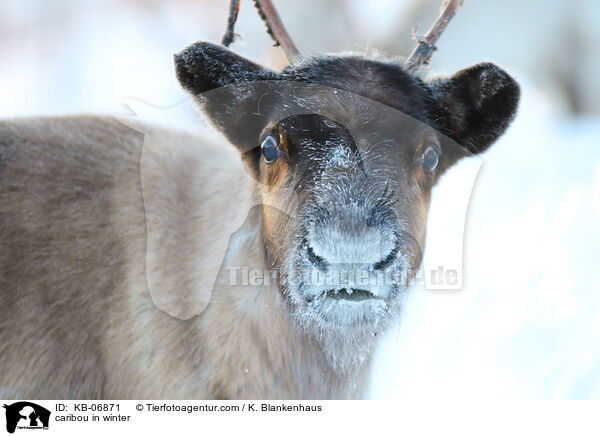caribou in winter / KB-06871