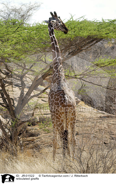 reticulated giraffe / JR-01522