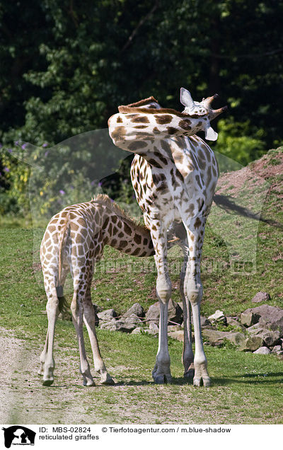 reticulated giraffes / MBS-02824