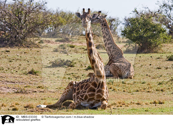 reticulated giraffes / MBS-03330