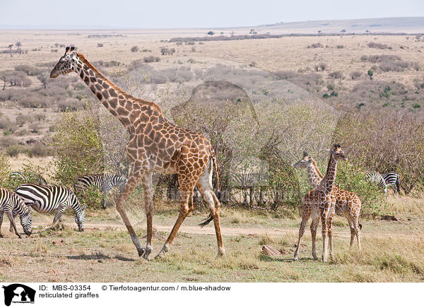 reticulated giraffes / MBS-03354