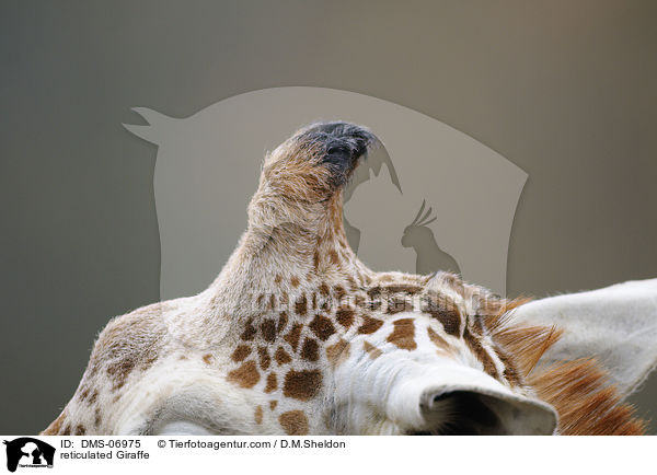 reticulated Giraffe / DMS-06975