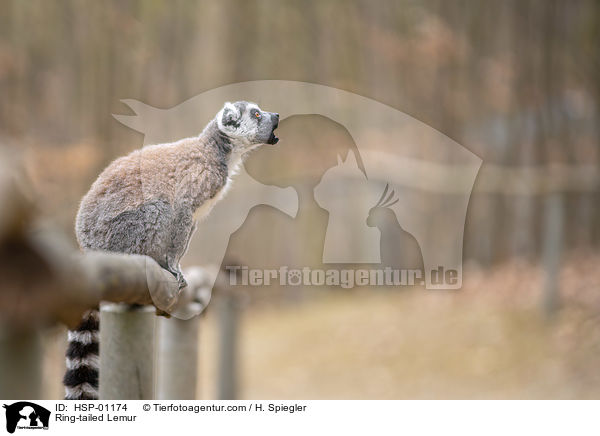 Katta / Ring-tailed Lemur / HSP-01174