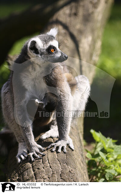 ring-tailed lemurs / HL-03332