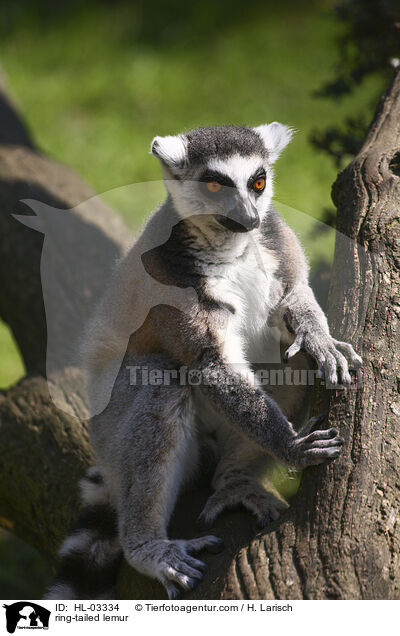 ring-tailed lemur / HL-03334