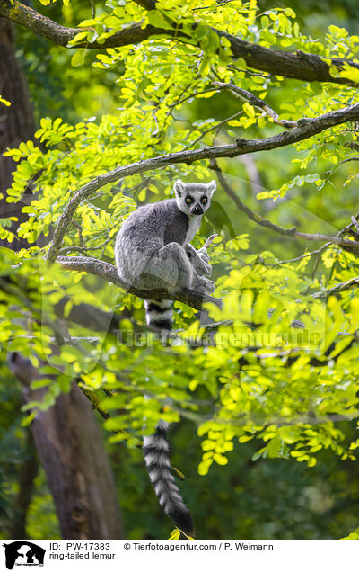 ring-tailed lemur / PW-17383