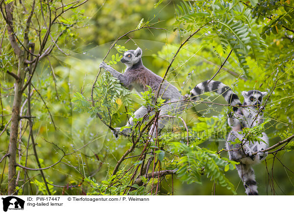 ring-tailed lemur / PW-17447