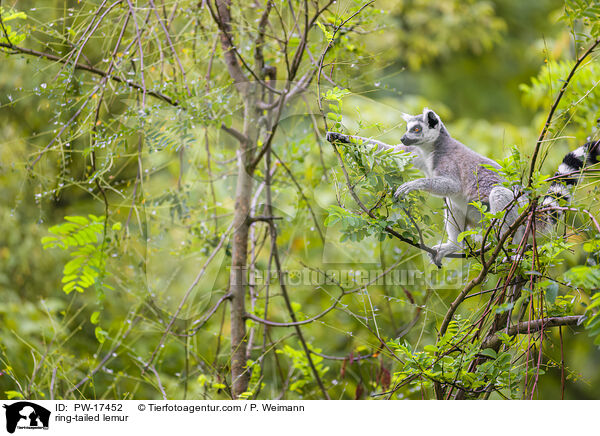 Katta / ring-tailed lemur / PW-17452