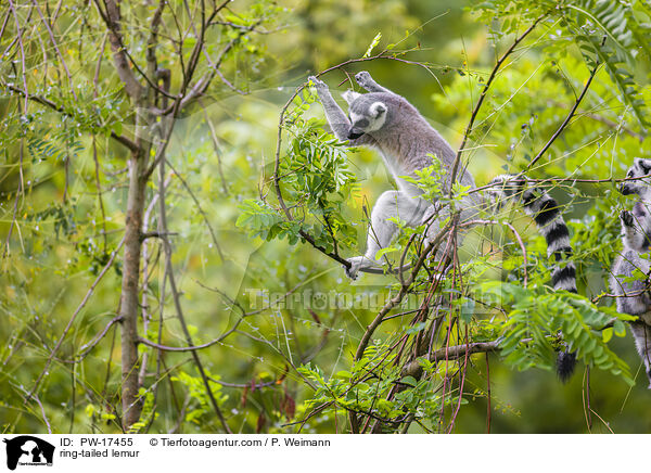 ring-tailed lemur / PW-17455