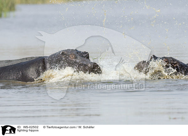 fighting hippos / WS-02502