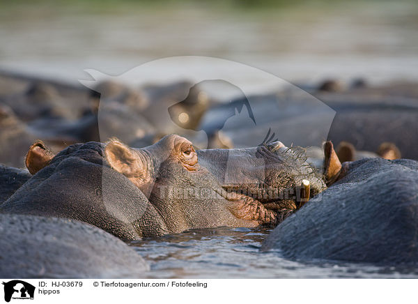 Flusspferde / hippos / HJ-03679