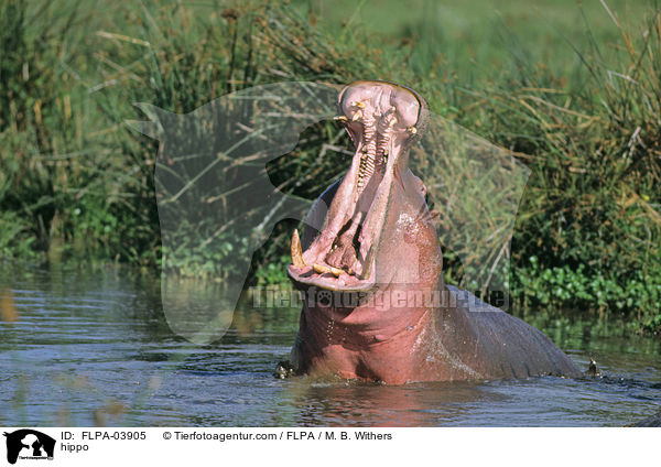 Flusspferd / hippo / FLPA-03905