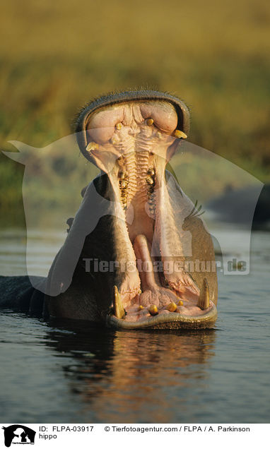 Flusspferd / hippo / FLPA-03917