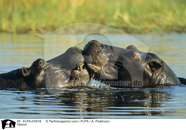 Flusspferde / hippos / FLPA-03918