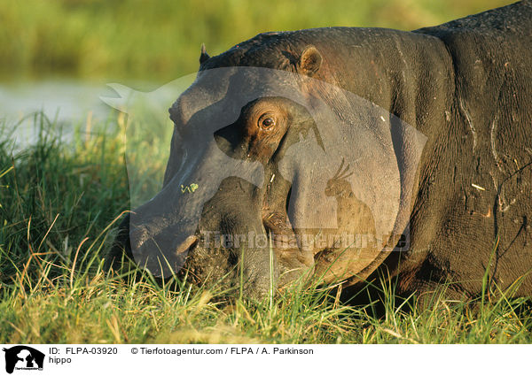 Flusspferd / hippo / FLPA-03920
