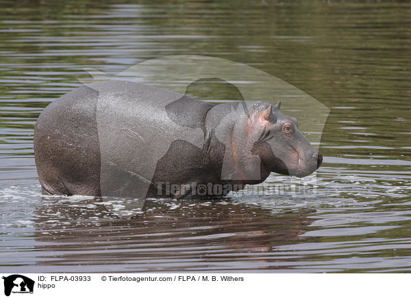 Flusspferd / hippo / FLPA-03933