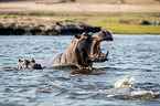 River Horses in botswana