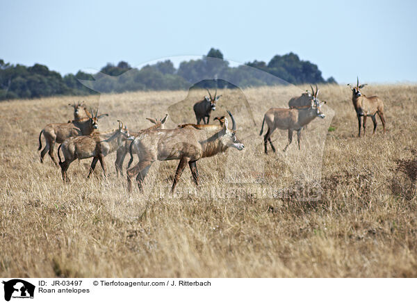 Roan antelopes / JR-03497