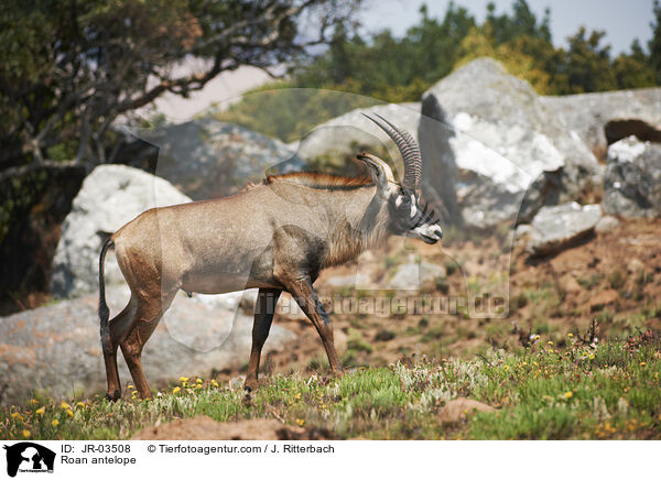 Roan antelope / JR-03508
