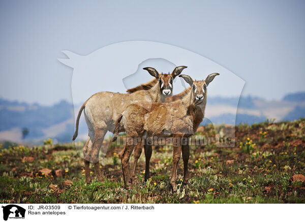 Roan antelopes / JR-03509