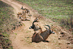 Roan antelopes