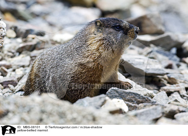 yellow-bellied marmot / MBS-08101