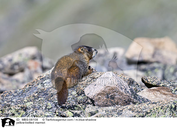 yellow-bellied marmot / MBS-08108