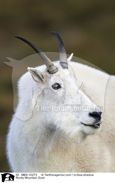 Rocky Mountain Goat / MBS-10273