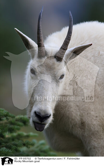 Rocky Mountain goat / FF-05702
