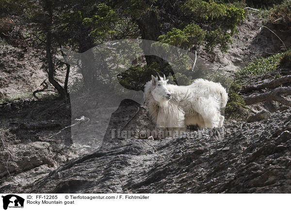 Rocky Mountain goat / FF-12265