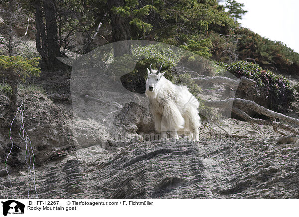 Rocky Mountain goat / FF-12267
