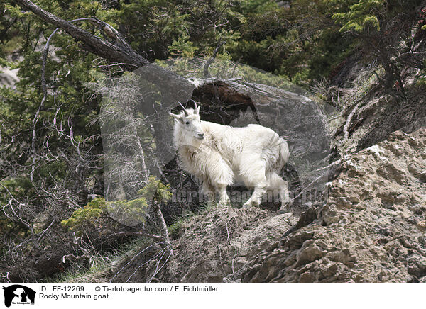 Rocky Mountain goat / FF-12269