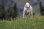 Rocky Mountain goat