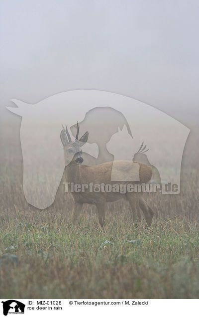 roe deer in rain / MIZ-01028