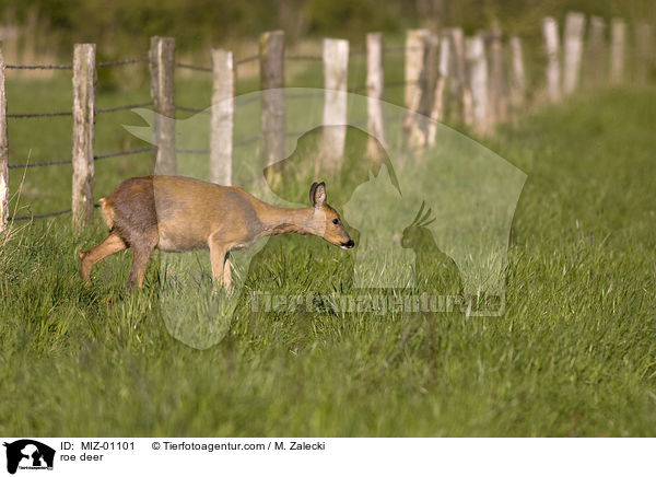 roe deer / MIZ-01101