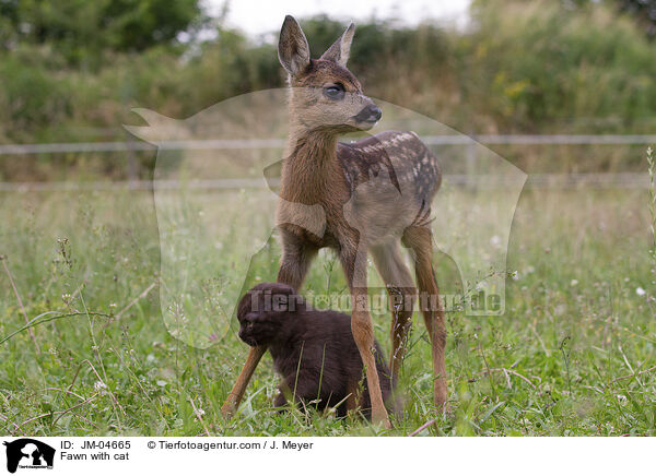 Fawn with cat / JM-04665