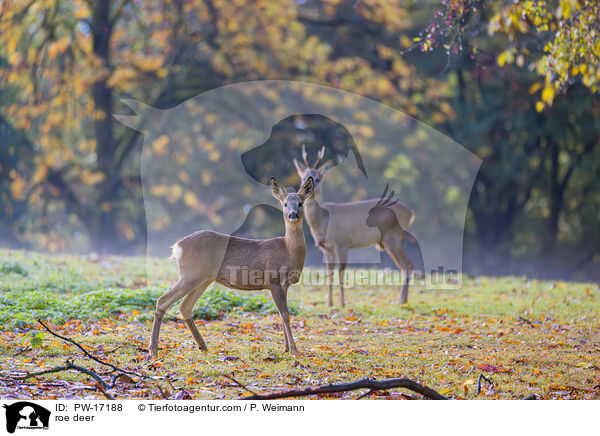 roe deer / PW-17188