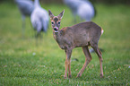 Roe Deer and Common Cranes