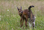 Fawn with cat