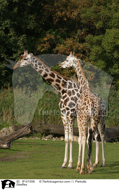 Giraffes / IP-01558