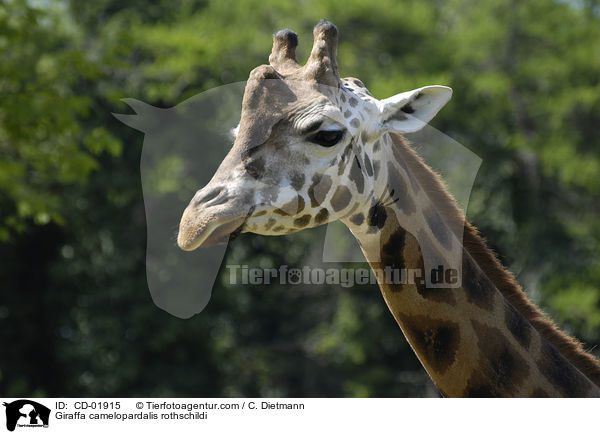 Giraffa camelopardalis rothschildi / CD-01915