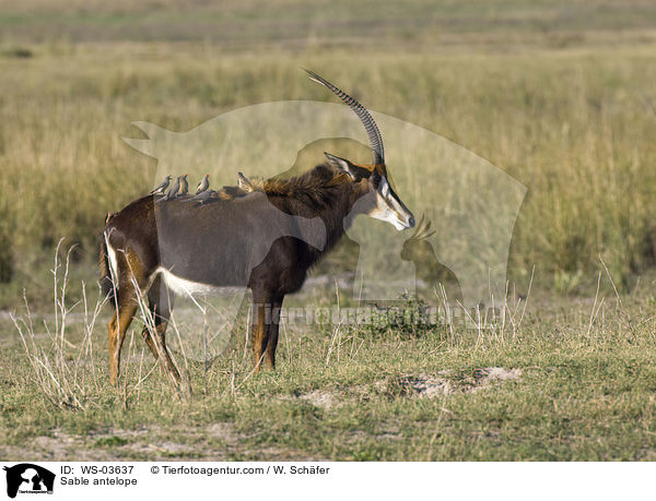 Sable antelope / WS-03637