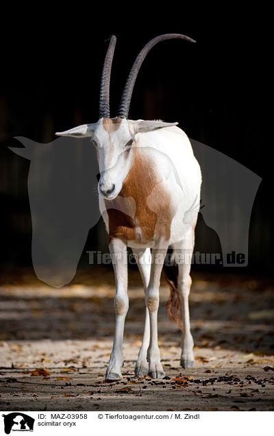 scimitar oryx / MAZ-03958