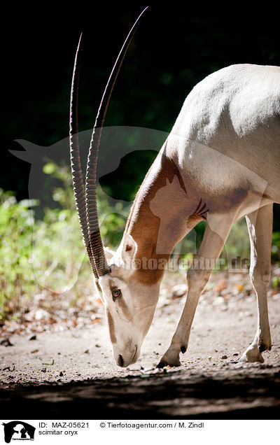 scimitar oryx / MAZ-05621